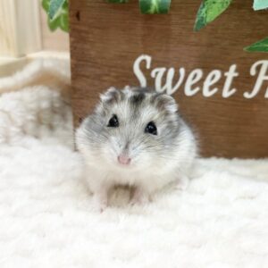 ジャンガリアンハムスター(ノーマル) batch_IMG_7017