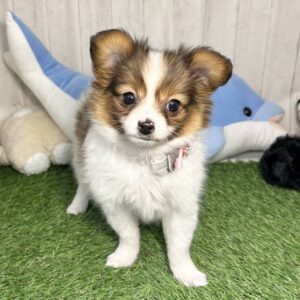 パピヨン パピ1