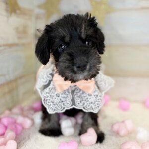 ミニチュアシュナウザー シュナ1