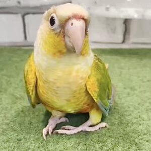 ホオミドリウロコインコ Screenshot