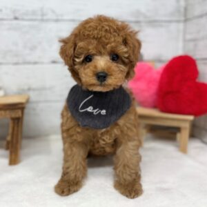 トイプードル image0