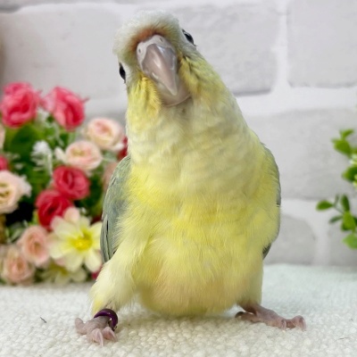 ホオミドリアカオウロコインコ（ミント） - 【大阪・兵庫のペット