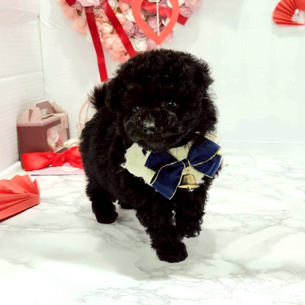 ☆受付☆トイプードル No.B トイプードル - 【大阪・兵庫のペットショップ】ペットランドピース