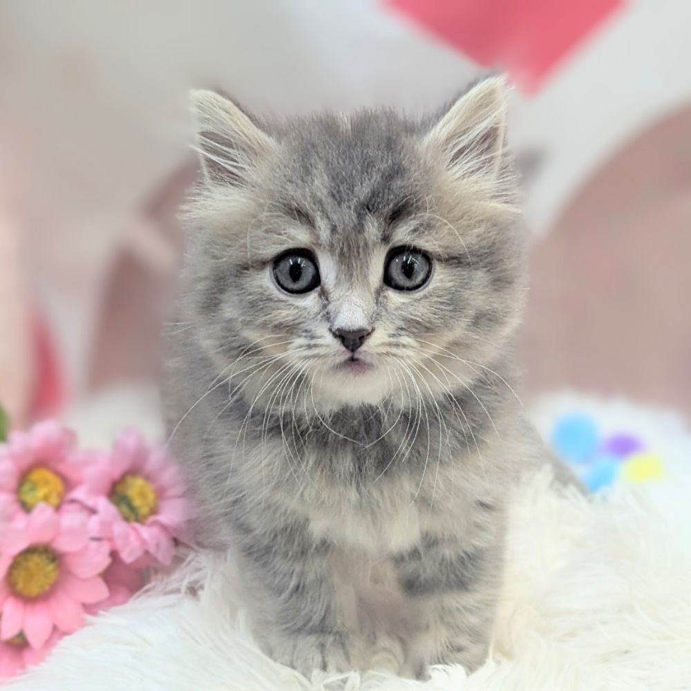 マンチカン - 【大阪・兵庫のペットショップ】ペットランドピースワン