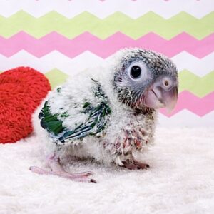 ワキコガネウロコインコ