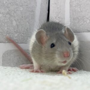 ふぁんしーほわいとぐれー (4)