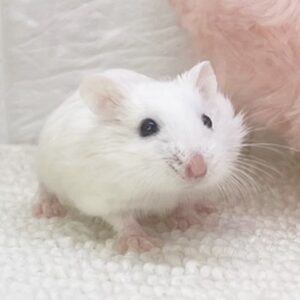 スノーホワイト1