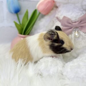 イングリッシュ4