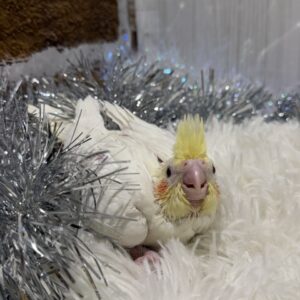 オカメインコ(ルチノー) 1774244989125