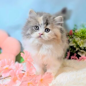 スコティッシュフォールド 2603193302s1