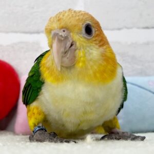 シロハラインコ しろはら (3)