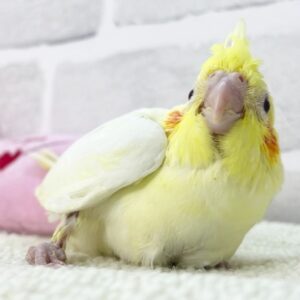 オカメインコ(ルチノー) ルチノー黄色多い方 (5)