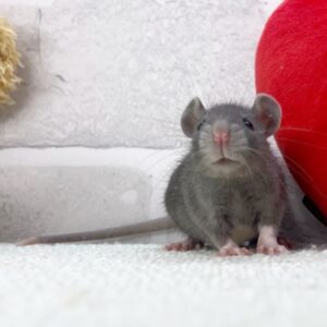 ふぁんしーぐれー (3)