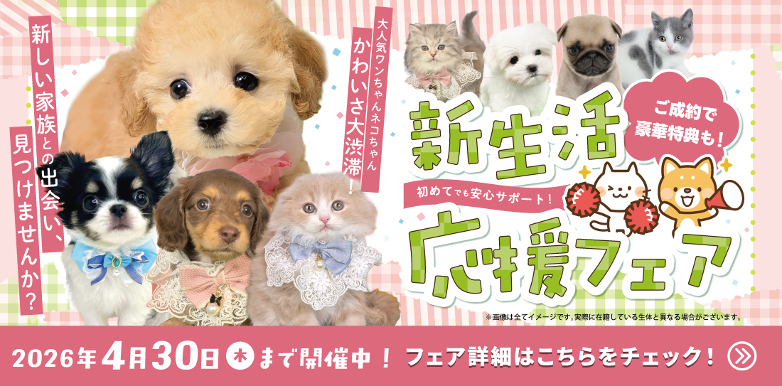 ペットショップピースワン🐶新生活応援応援フェア🐱