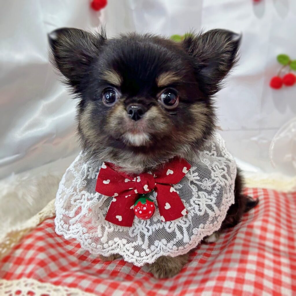 チワワ - 大阪・兵庫のペットショップ｜犬猫・トリミングならピースワン