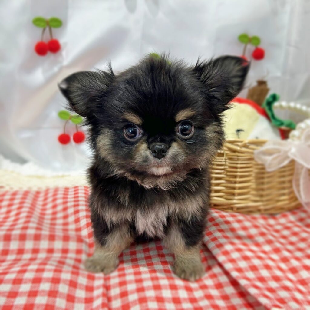 チワワ - 大阪・兵庫のペットショップ｜犬猫・トリミングならピースワン