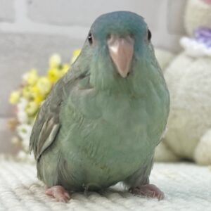 サザナミインコ(ブルースパングル) 60ac54c1ceb473c33510199342a5bbaa