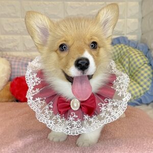 ウェルシュ・コーギー・ペンブローグ 6609