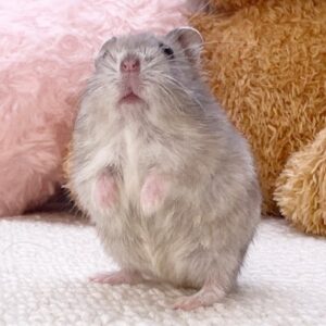 ブルーサファイア 3