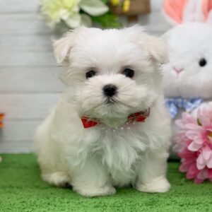 マルチーズ 2603273105③