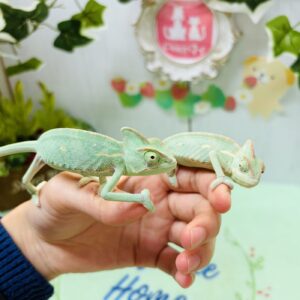 エボシカメレオン IMG_0334