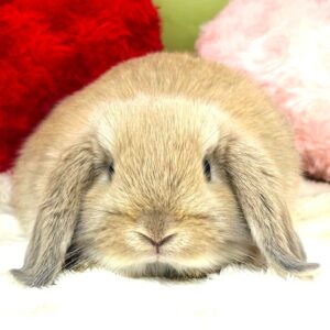 ホーランドロップイヤー IMG_4592