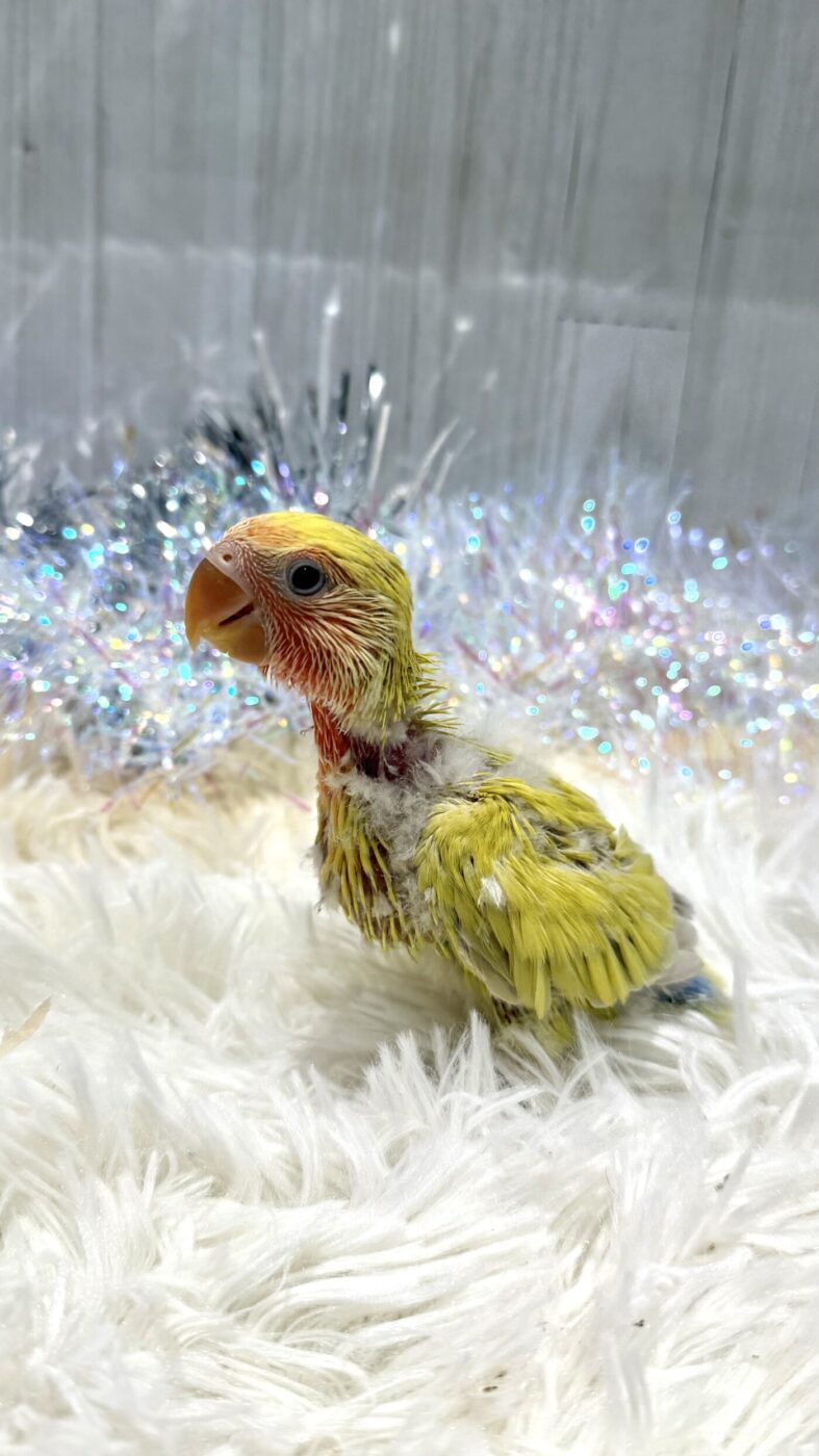 コザクラインコ（ゴールデンチェリー） - 大阪・兵庫のペットショップ