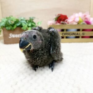 オオハナインコ IMG_5580