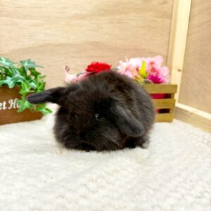 アメリカンファジーロップ(ブラック) IMG_5691