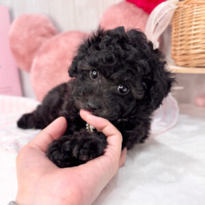 トイプードル IMG_9383