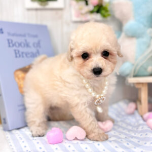 トイプードル IMG_9405