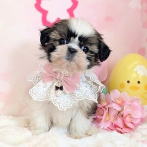 シーズー PXL_20260306_050440772.PORTRAIT~2