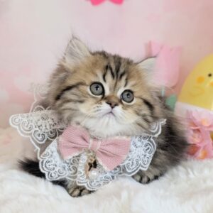 ミヌエット PXL_20260306_053634980.PORTRAIT~2