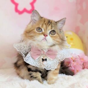 ミヌエット PXL_20260306_060127621.PORTRAIT~2