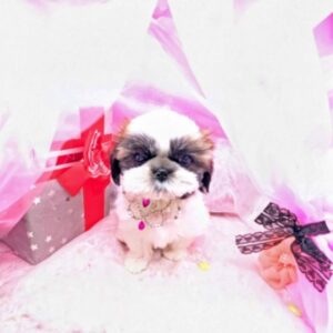 シーズー PXL_20260317_020348655~2