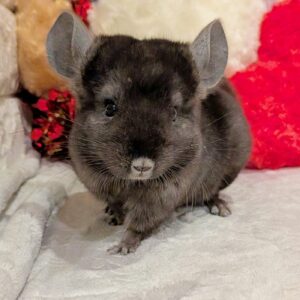 PXL_20260320_045852204