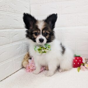 PXL_20260320_061635180~2