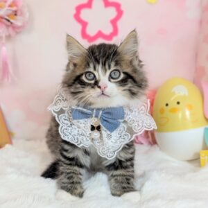 PXL_20260327_050518406.PORTRAIT~2