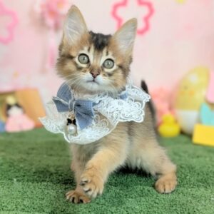 ソマリ PXL_20260327_063322601.PORTRAIT~3