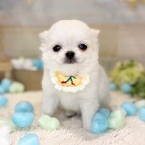 チワワ ちむむ2