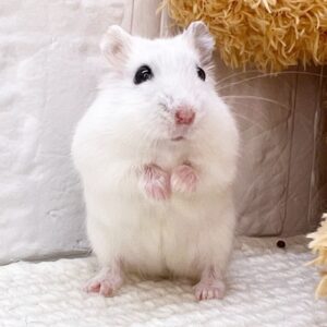 パールホワイト1