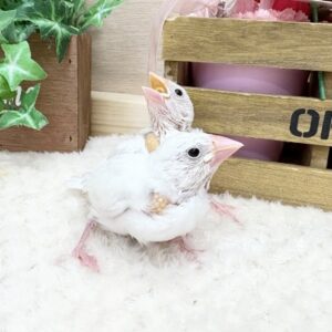 白文鳥 batch_IMG_5407