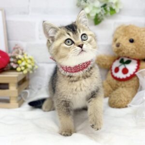 ブリティッシュショートヘア batch_IMG_7991