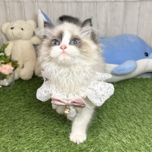 ラグドール ラグ2