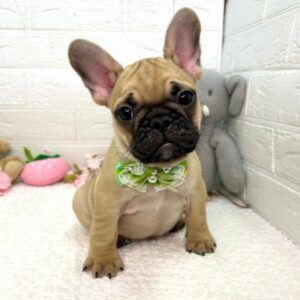 フレンチブルドッグ image0