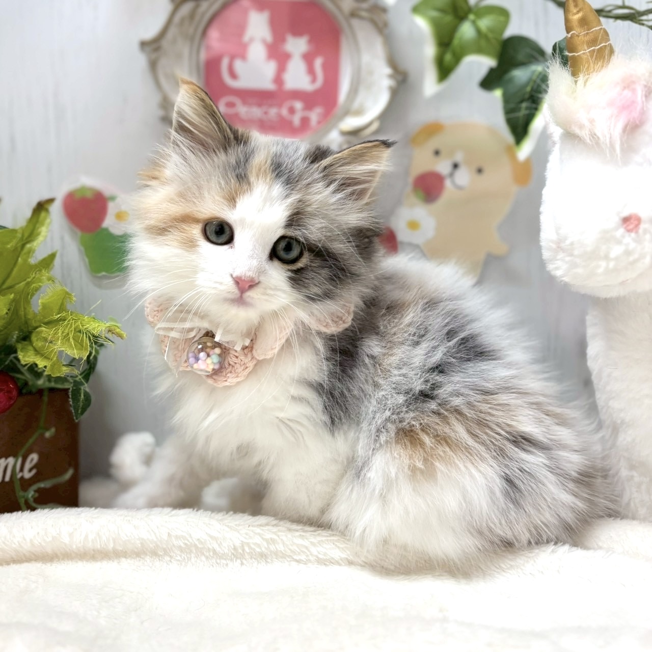 ノルウェージャンフォレストキャット - 【大阪・兵庫のペットショップ