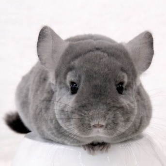 小動物　チンチラ、フェレットなど チンチラ ケージ プレビューペット PrevuePet ラット・チンチラケージ