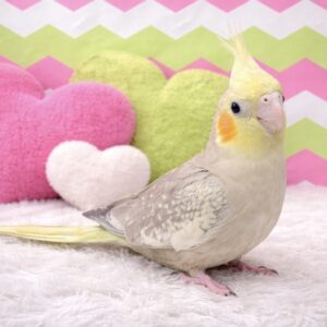 オカメインコ image3