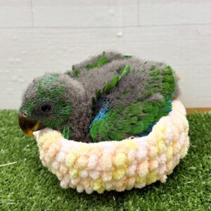 オオハナインコ photo-output