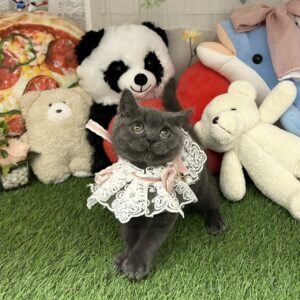 ブリ5